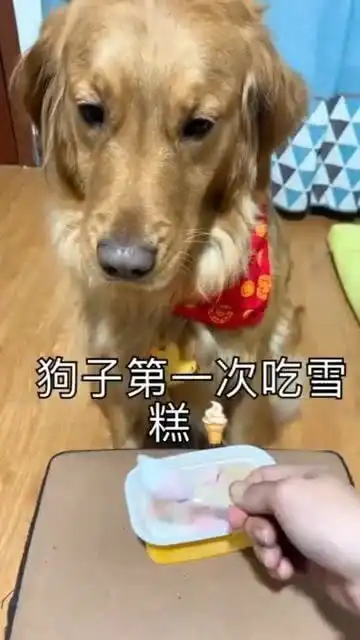 狗子挑战吃雪糕,大秀表情包

