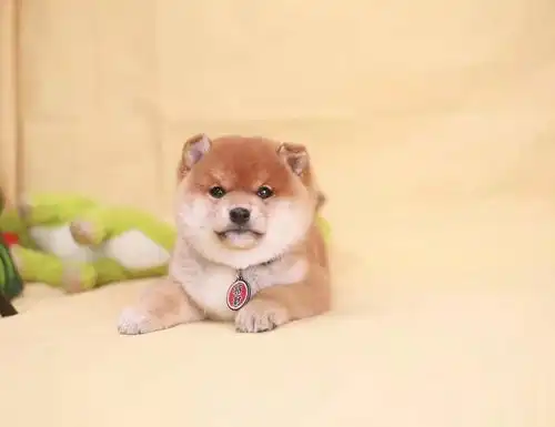 柴犬表情包搞笑黑柴
