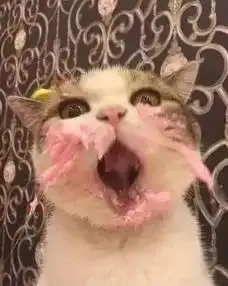 一只精致的猫,是不该出现这些表情的
