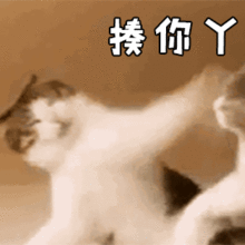 fighting才不是加油那fight是吵架还是打架呢

