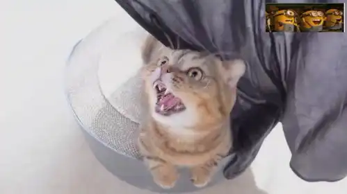 狸花猫给猫咪洗泡泡浴,总想溜走,接下来的这表情要被萌翻了
