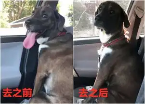 主人骗狗狗去公园玩,结果去看了医生,回来时它的表情渐渐消失
