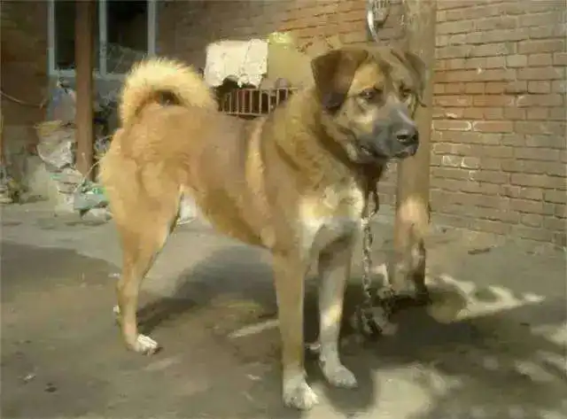中华田园犬的智商高吗

