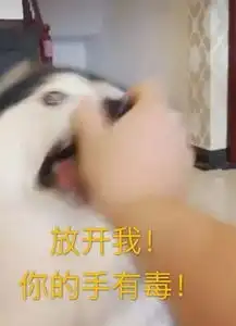 阿拉斯加的各种表情包..酒鬼一家
