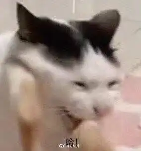 请问这只表情包的猫猫叫什么
