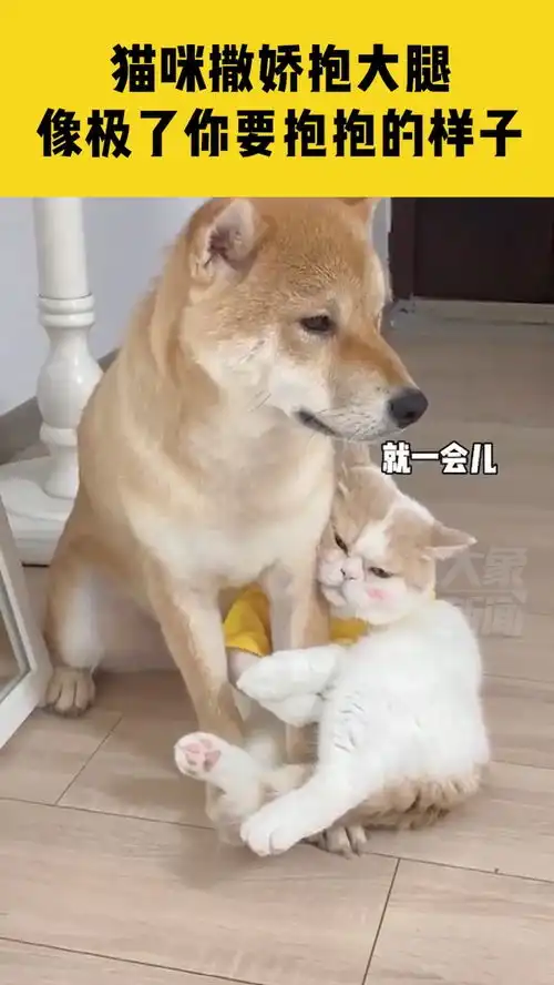 7月1日,浙江杭州,猫咪撒娇抱大腿,像极了你要抱抱的样子萌宠可爱
