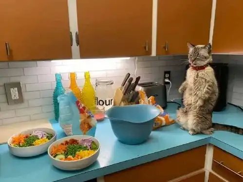 铲屎官在做饭,猫咪站在旁边看着
