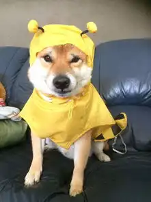 做了傻事也无法让人生气的柴犬
