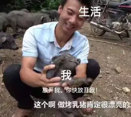 漂亮警告是什么梗和意思漂亮警告竹鼠表情包
