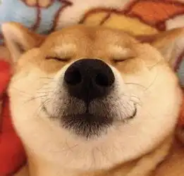 柴犬表情包搞笑头像