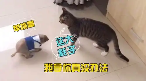猫这只大老鼠,我拿你是真没办法了
