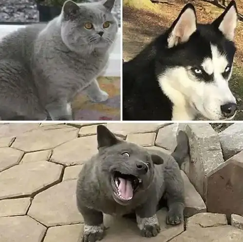 据说是蓝猫和二哈的混血宝宝...这只越南小狗凭表情包火遍全网
