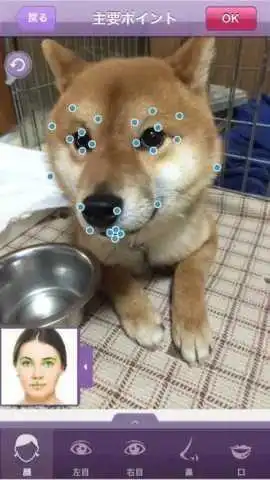 柴犬才是表情包的鼻祖,哈士奇也得服
