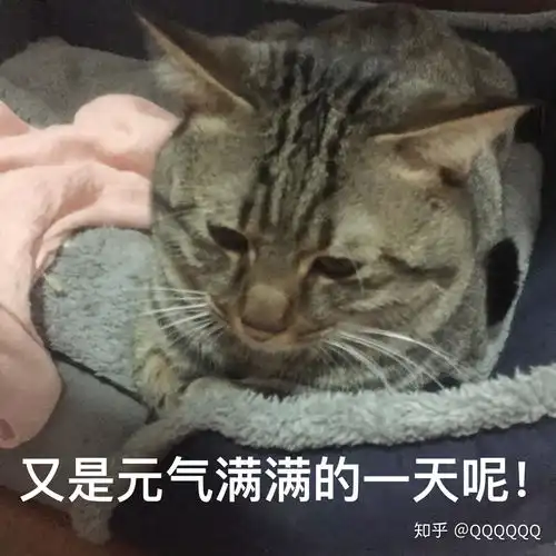 中国狸花猫有什么优缺点呢
