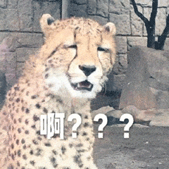 每日沙雕表情包

