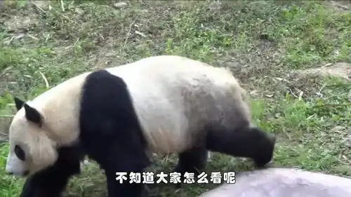 国宝熊猫欲越狱,被饲养员当场抓获后,表情笑翻众人
