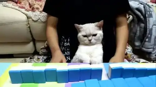 小猫看主人打麻将,从它的表情来看,这牌就不好
