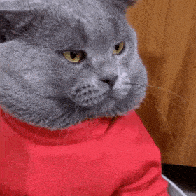 网红猫咪蓝猫多宝表情包二
