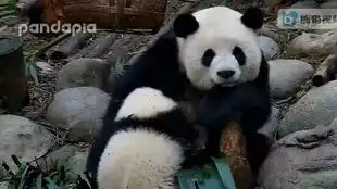 20190110大熊猫萌萌萌五萌小吃个奶可真不容易呀
