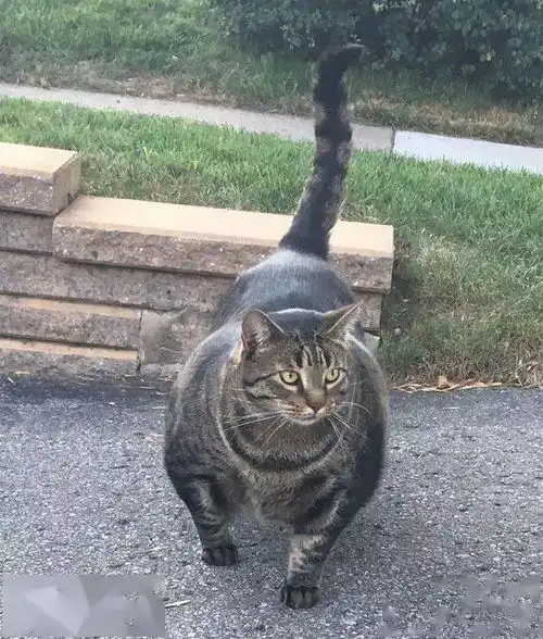 比橘猫还容易变巨猫的猫咪超吓人
