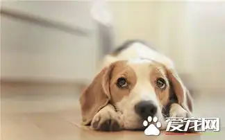 比格犬和那些狗长得像阿图瓦犬跟比格犬像
