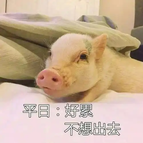 为什么每天都不想出门这简直是猪年第一拨人间真实啊
