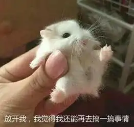 萌哒哒的动物表情包,为什么受到网络热捧
