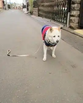 土狗回家轻车熟路,宠物狗却极易走丢,原因很简单
