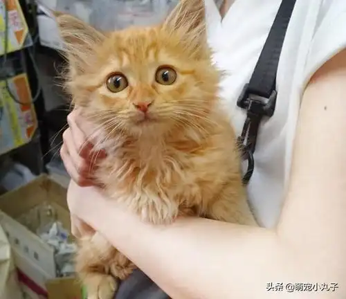 小外甥想把猫咪抱起来,猫的表情充满了绝望天呐,熊孩子来了
