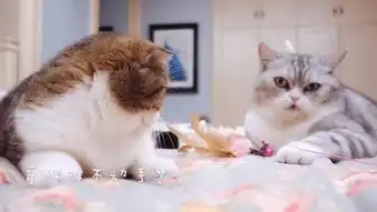 胖猫
