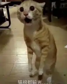 还记得这只抖音德国队输了输光小鱼干的猫吗续集来了
