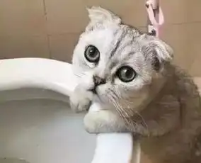 可爱的猫咪,竟然喝厕所的水,我看到之后失望了
