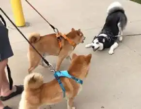 哈士奇跟柴犬怼上了,看着这两货的表情能笑一整天
