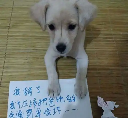 猫咪犯错,被主人逼迫写保证书按爪印,表情委屈哭了
