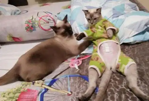 猫咪手术后乱舔伤口,主人一件衣服束缚住,网友一看纷纷直呼高
