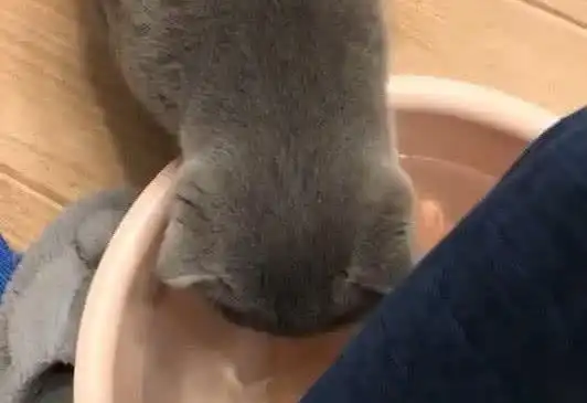 馋嘴蓝猫偷喝下主人的洗脚水,小表情让主人笑喷,满脸绝望的样子
