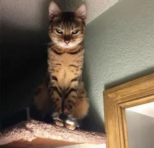 6只表情超有戏的爆笑猫咪,看照片就仿佛听到了惨叫声
