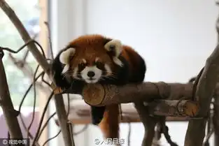重庆小熊猫上演集体瘫网友像明天的我
