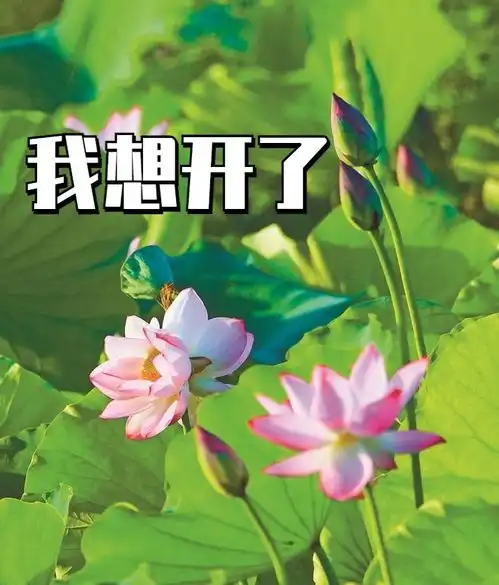 好运莲莲深圳人,你的专属夏日表情包来了
