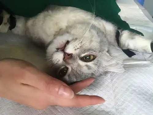 母猫绝育个人血泪教训少走弯路必看
