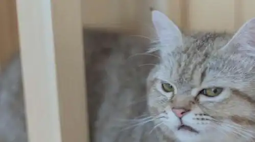 主人为猫咪包办婚姻,猫咪誓死抵抗,委屈的小表情笑死人

