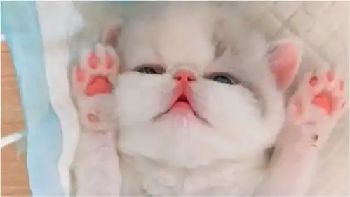 可爱的小奶猫,被主人逗到举起双手投降,太可爱了
