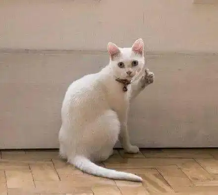 猫咪表情包接下来你是不是要凶我了
