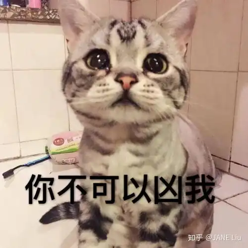 有没有猫咪表情包
