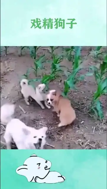 狗子正在欺负别的狗子,看见主人的表情亮了

