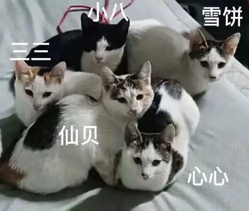 高校领养专场第10期上校园里的它们想要一个家
