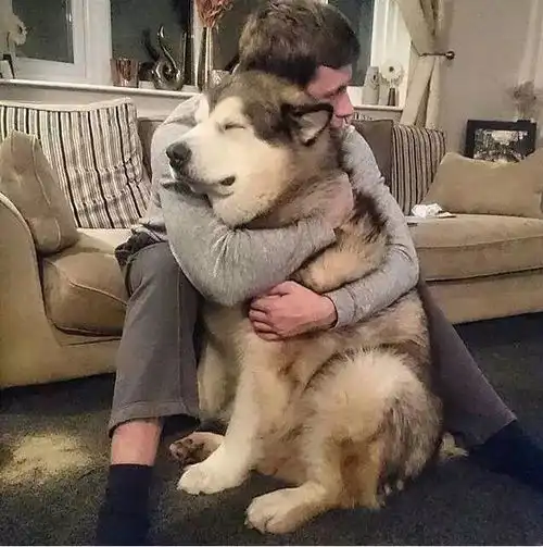 有了狗狗之后,在很多主人身上都会发生这五种变化,你中了
