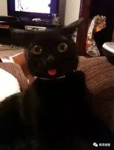 从宠物医院出来之后,这些猫猫狗狗就成了这样
