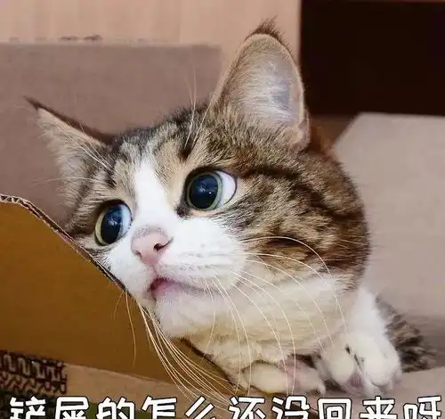 我劝大家还是别轻易养猫,不然这几个副作用一直跟随你
