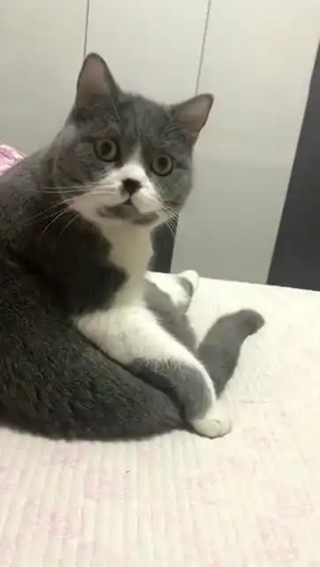 猫咪听到铁锅炖猫汤时表情太萌
